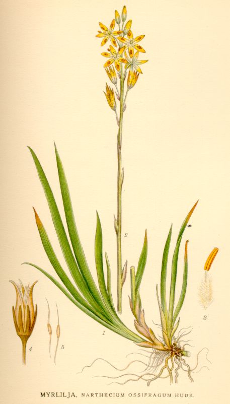 Narthecium ossifragum