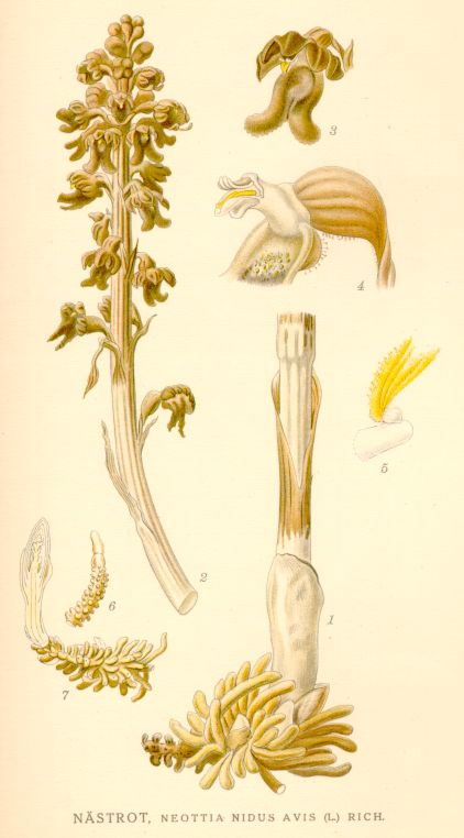 Neottia nidus avis