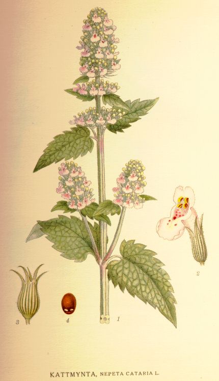 Nepeta cataria