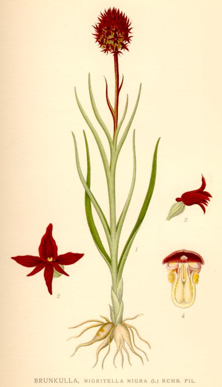 Nigritella nigra