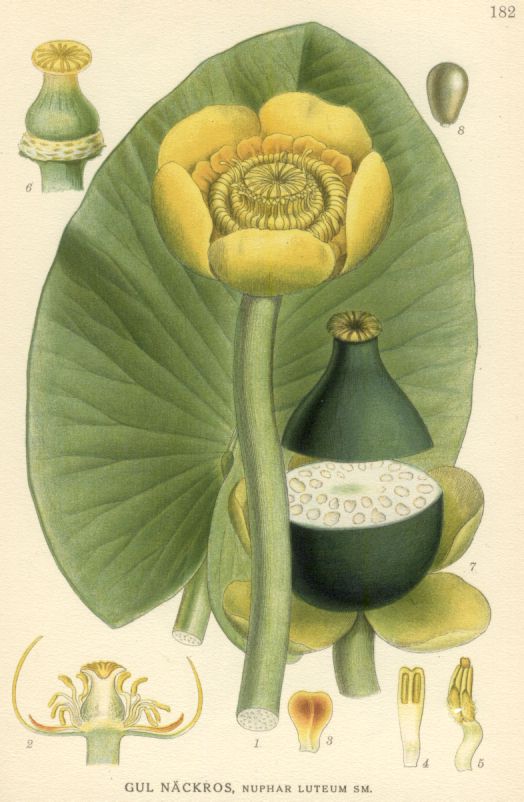 Nuphar luteum