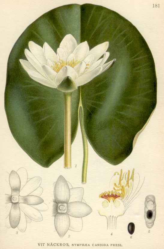Nymphaea candida