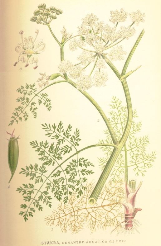 Oenanthe aquatica