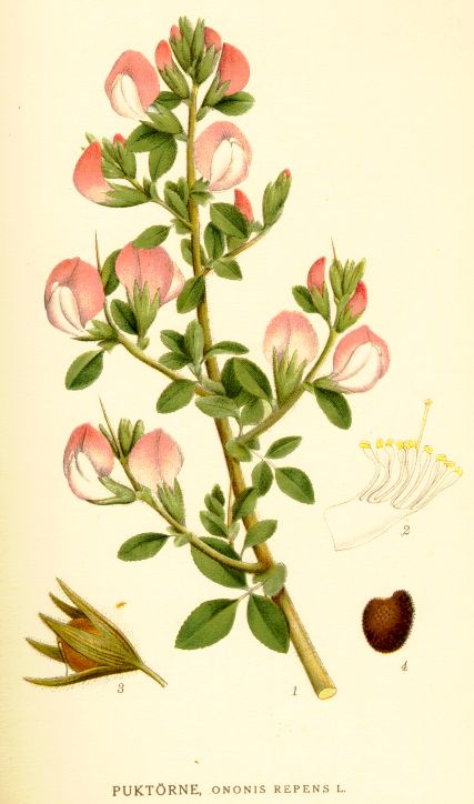 Ononis repens