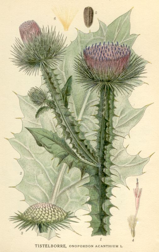 Onopordon acanthium