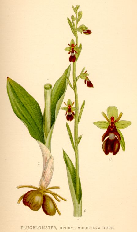 Ophrys muscifera