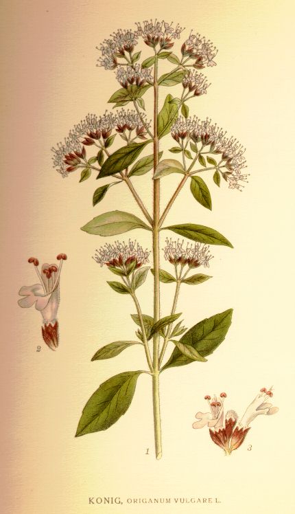Origanum vulgare