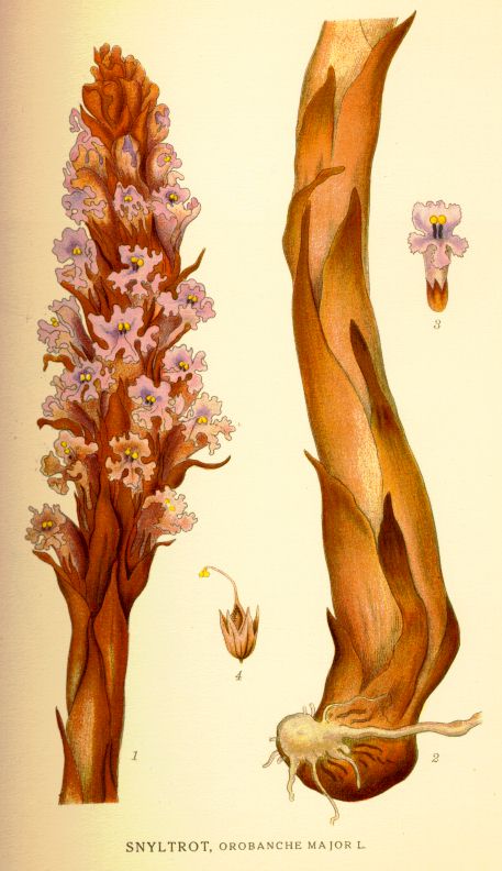 Orobanche major