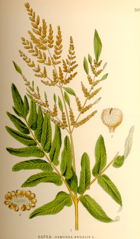 Osmunda regalis