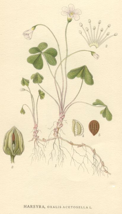 Oxalis acetosella