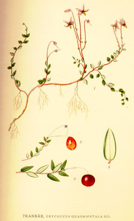 Oxycoccus_quadripetala