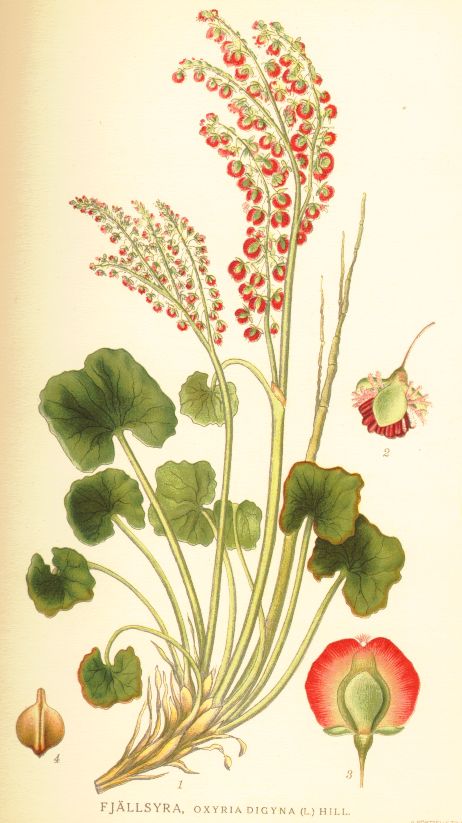 Oxyria digyna