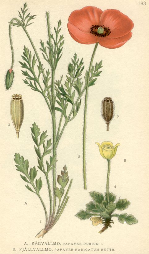 Papaver_radicatum