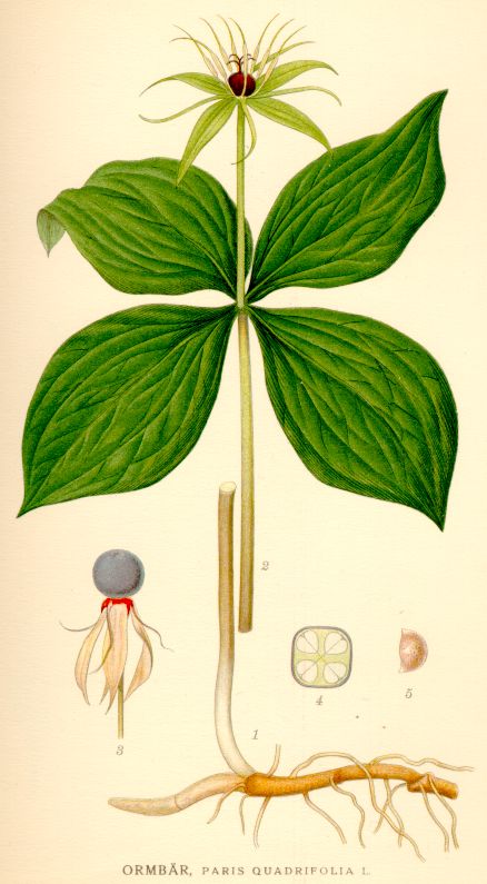 Paris quadrifolia