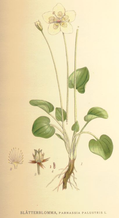 Parnassia palustris