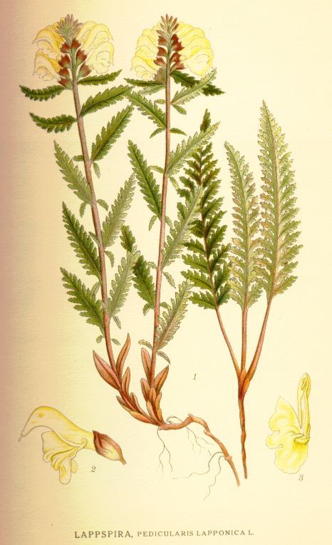 Pedicularis lapponica