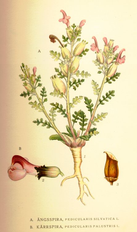 Pedicularis_silvatica