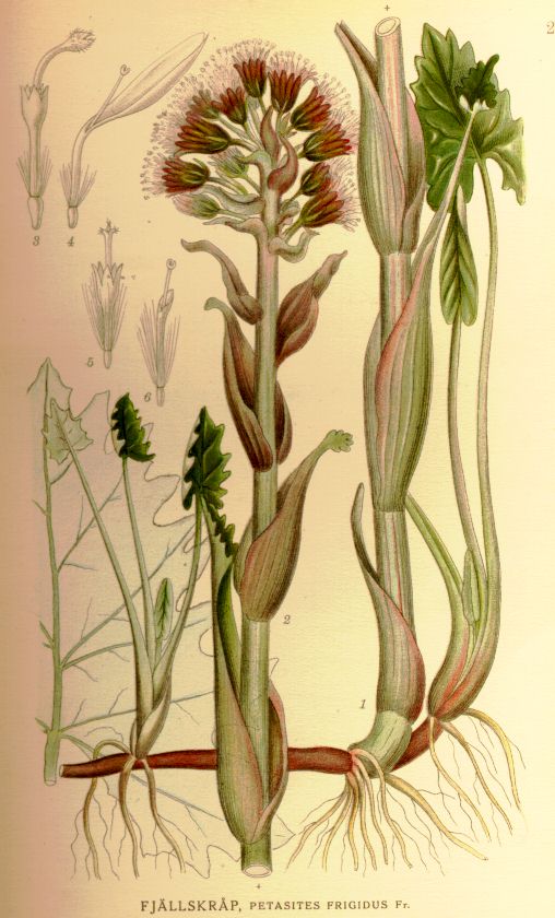 Petasites frigidus