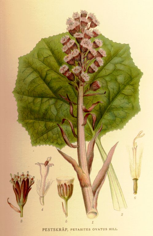 Petasites ovatus