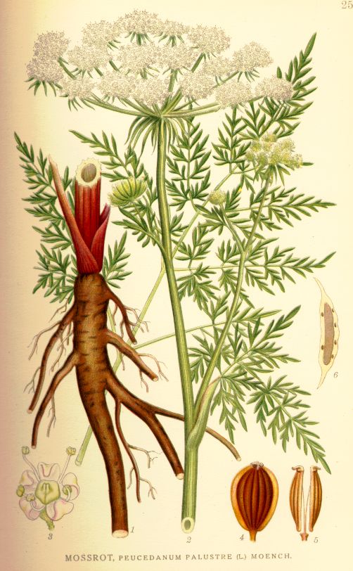 Peucedanum palustre