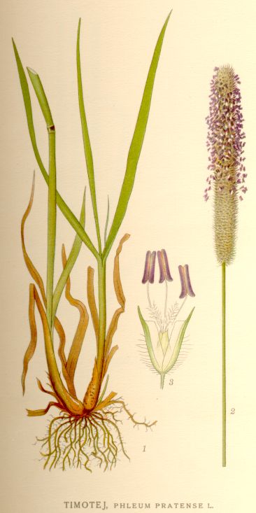 Phleum pratense