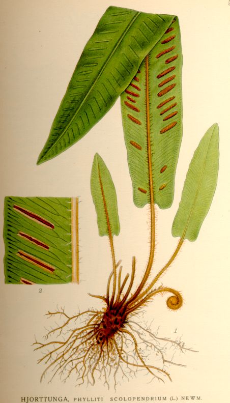 Phyllitis scolopendrium