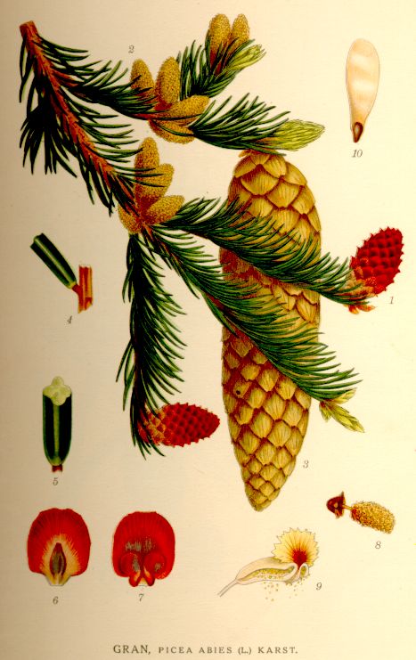 Picea abies