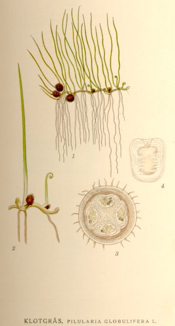 Pilularia globulifera
