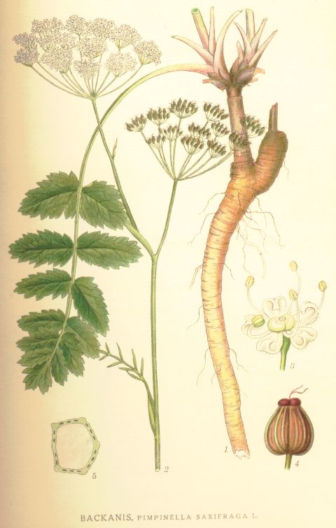 Pimpinella saxifraga