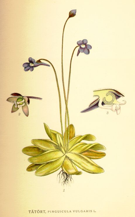 Pinguicula vulgaris