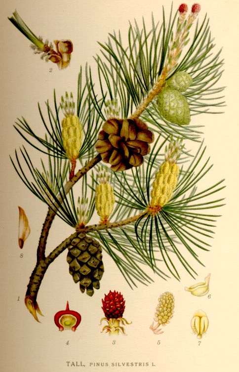 Pinus silvestris