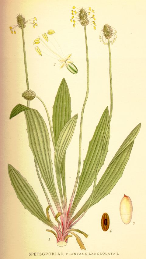 Plantago lanceolata