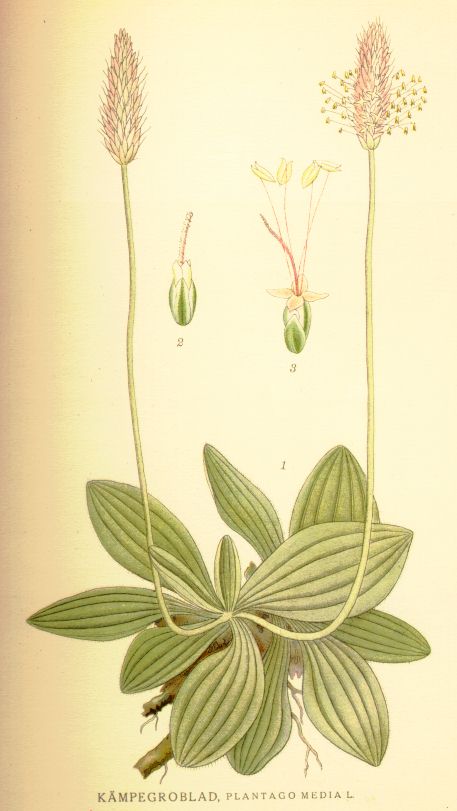 Plantago media