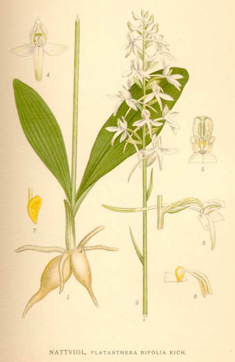 Platanthera bifolia