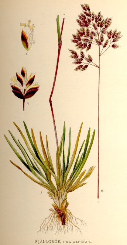 Poa alpina