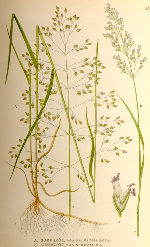 Poa palustris