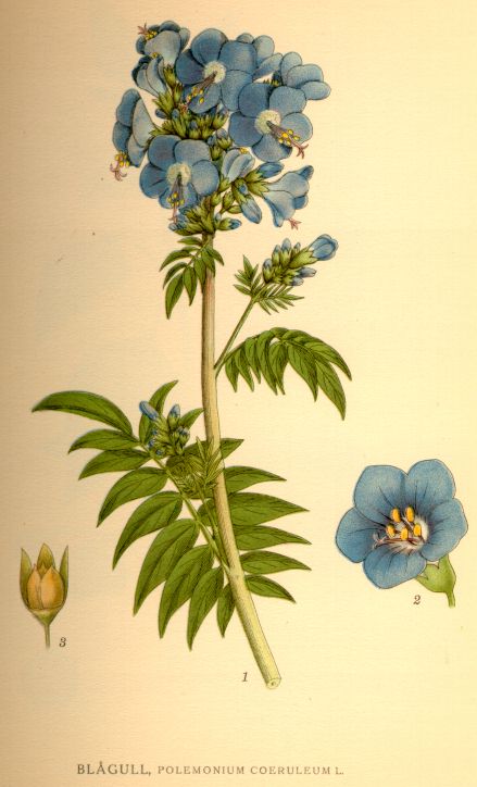 Polemonium_coeruleum