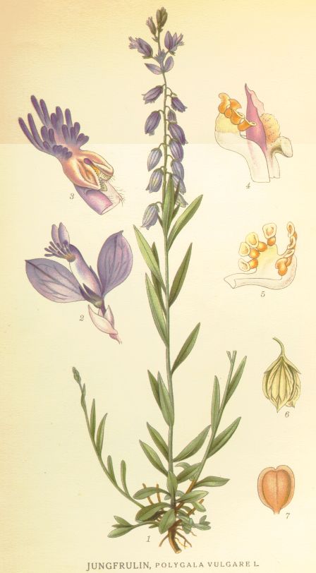 Polygala vulgare