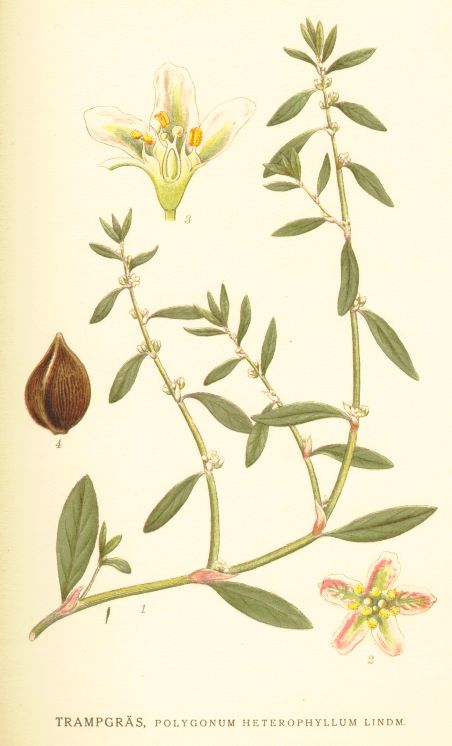 Polygonum heterophyllum