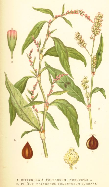 Polygonum hydropiper
