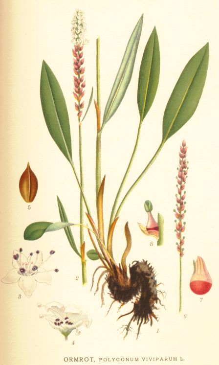 Polygonum viviparum
