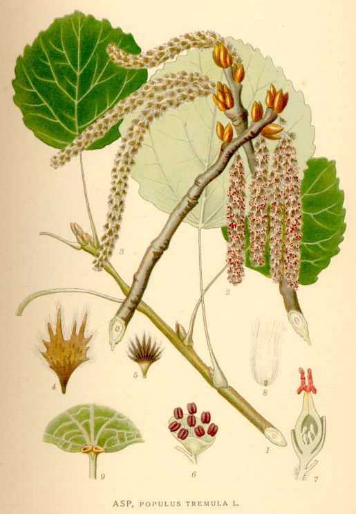 Populus tremula