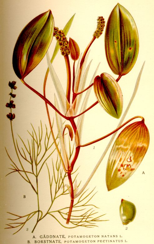 Potamogeton natans