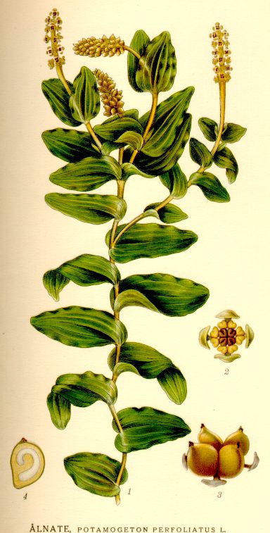 Potamogeton perfoliatus