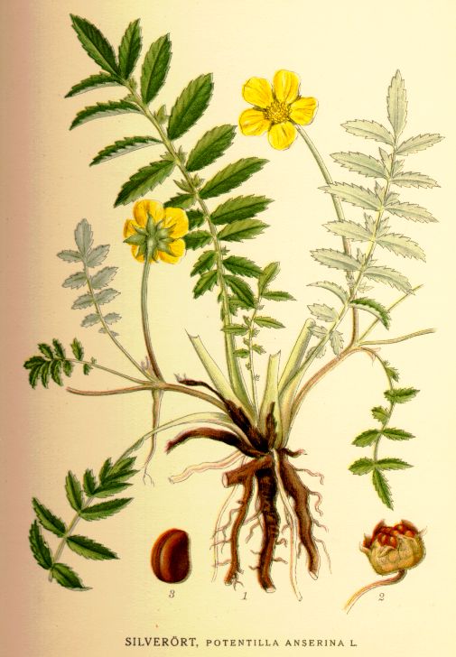 Potentilla anserina