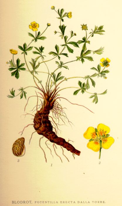 Potentilla erecta