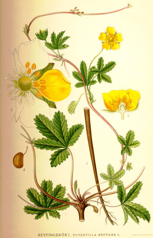 Potentilla reptans