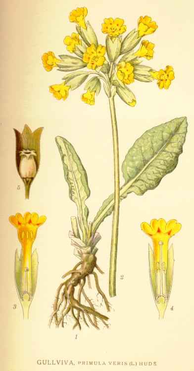 Primula veris