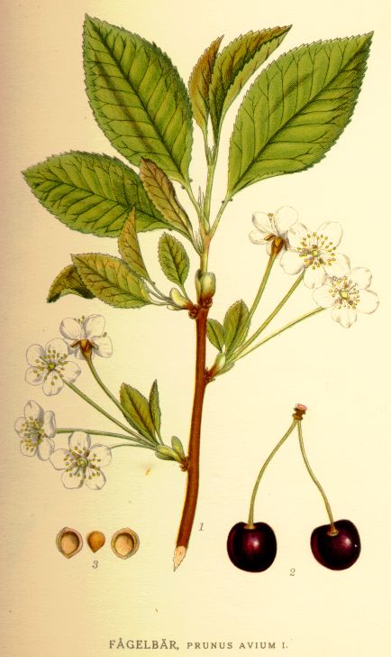 Prunus avium