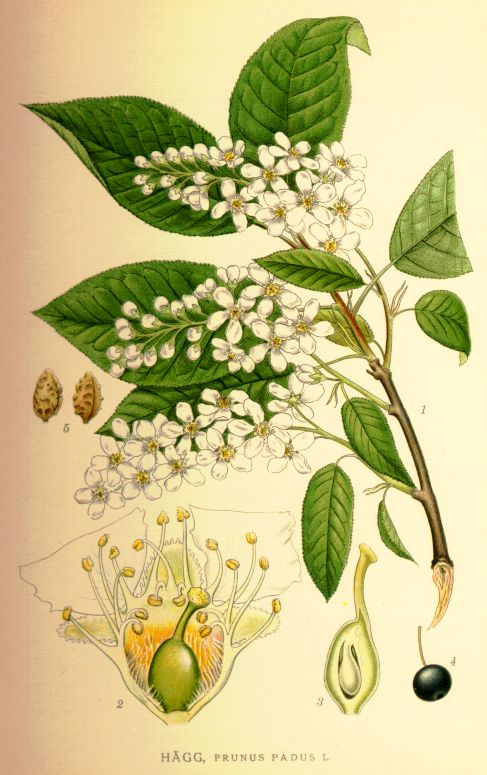 Prunus padus